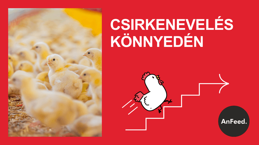 Baromfinevelés kezdőknek: első 18 nap, lépésről lépésre