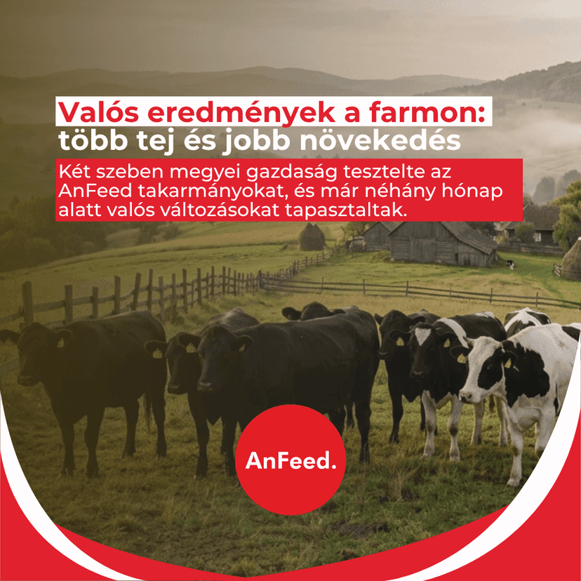 Hogyan ért el két gazda mérhető eredményeket AnFeed takarmánnyal – valós tapasztalatok Szeben megyéből