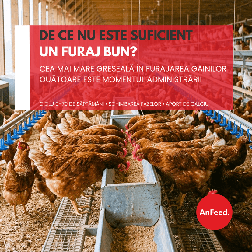 Furaj pentru găini ouătoare de la 0 la 70 de săptămâni: de ce nu ajunge un singur furaj bun?