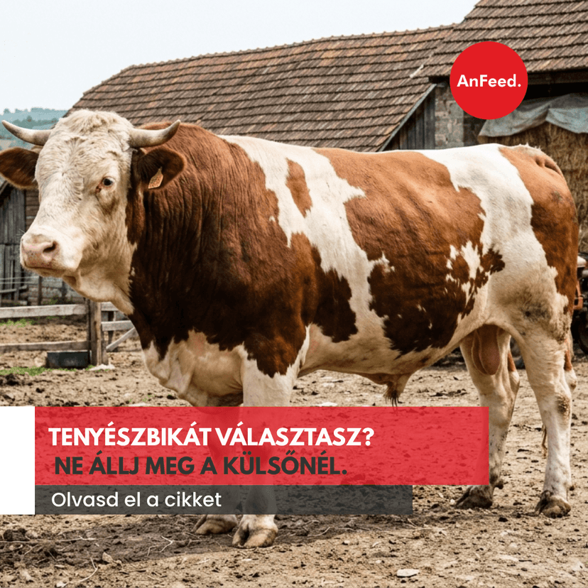 A szép bika még nem biztos, hogy jó tenyészbika